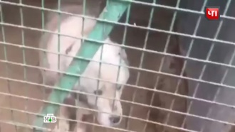 В московском приюте для животных погибли 300 собак