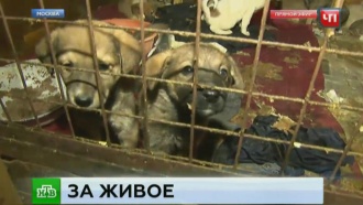 Обстоятельства гибели животных в московском приюте изучает прокуратура