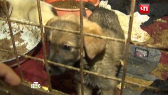 Москвичи устроили митинг у приюта, где нашли десятки мертвых собак