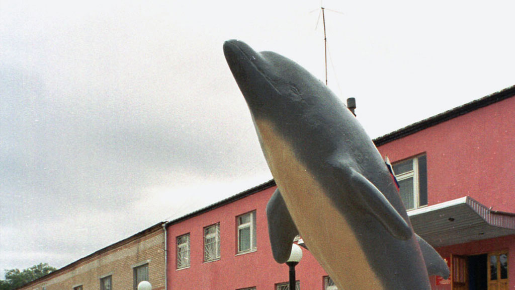 Черный дельфин фото сверху