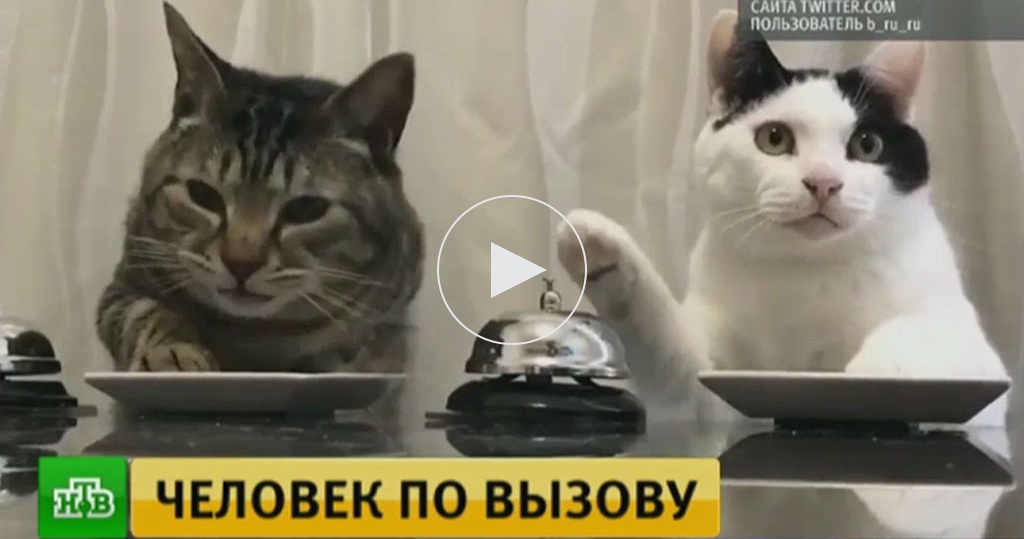 Девушку по звонку Девушку по звонку