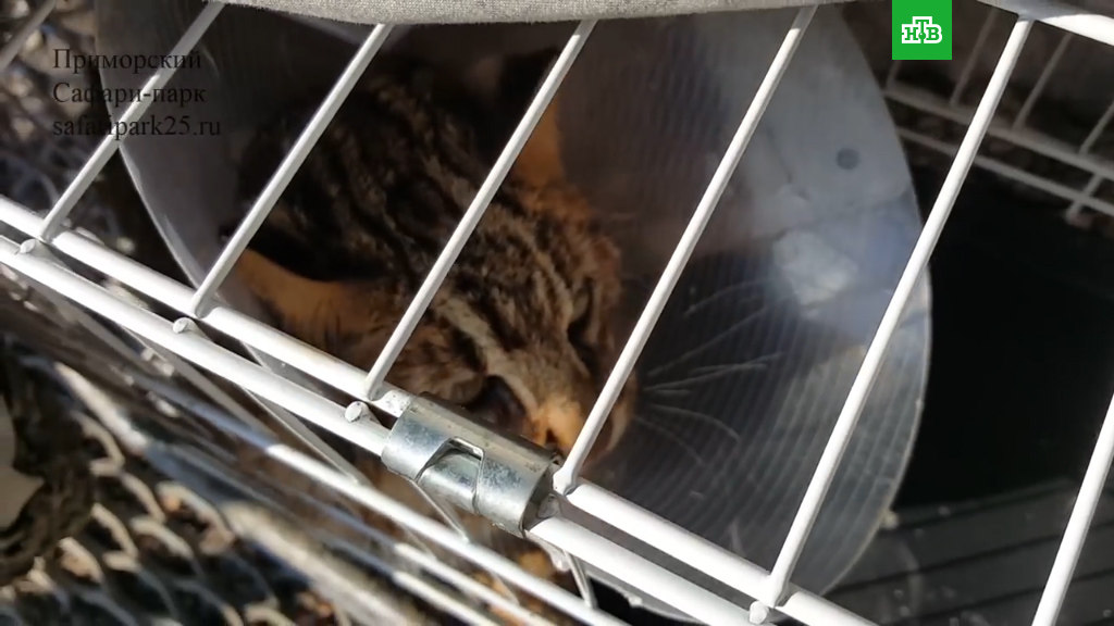 Усилия волонтеров и спасательных организаций для сохранения краснокнижных видов