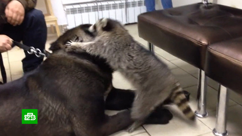 Подруга енота