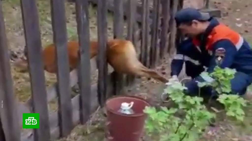 Спасатели на павловке. Спасатели фото. Спасатель мчс. Канализация. Паводок.