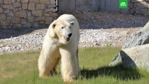Голливудские актрисы которые снимались в порно - глядеть