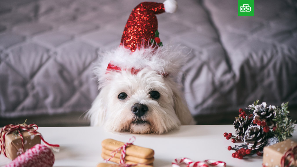 Новогоднее Животное Фото Новогоднее Животное Фото