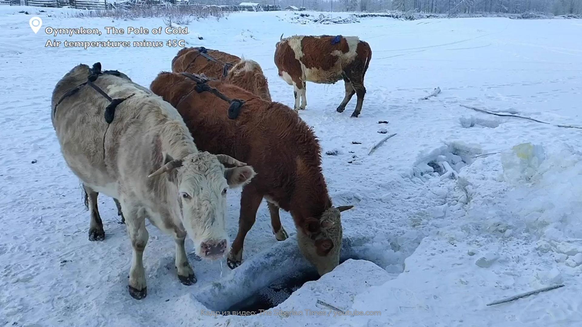 Коровы Зимой Фото