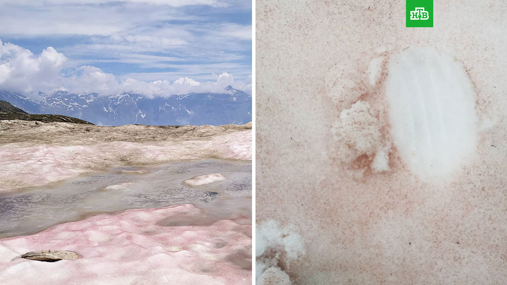 Выпал розовый снег. Розовый снег в Хибинах. Розовый снег в Гренландии. Кровавый снег в Альпах. Розовый снег в Антарктиде.