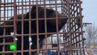 В Нижневартовске ищут новый дом для <nobr>медведицы-беглянки</nobr>