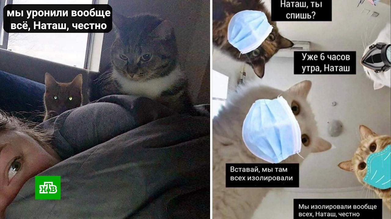 Котизм телеграмм. Наташа мы все уронили. Наташа мы все уронили коты. Мы все уронили. Мем Наташа мы всë уронили.