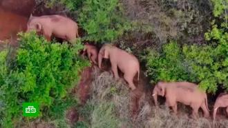 В Китае оценили ущерб от «похода» сбежавших из заповедника слонов в $1 млн