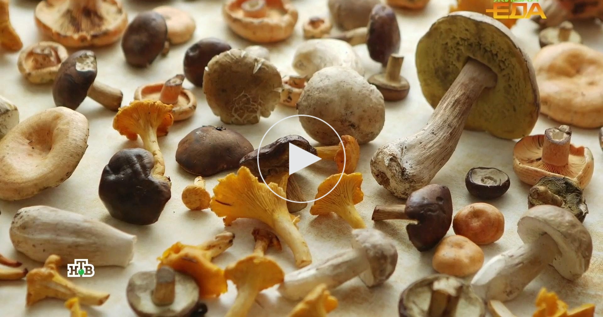 Лесные лекари: как грибы помогают бороться с раком