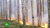 Закон природы: почему огонь уничтожает леса в России