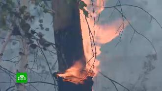 Пожар в лесу под Воронежем ликвидирован на площади 62 гектара