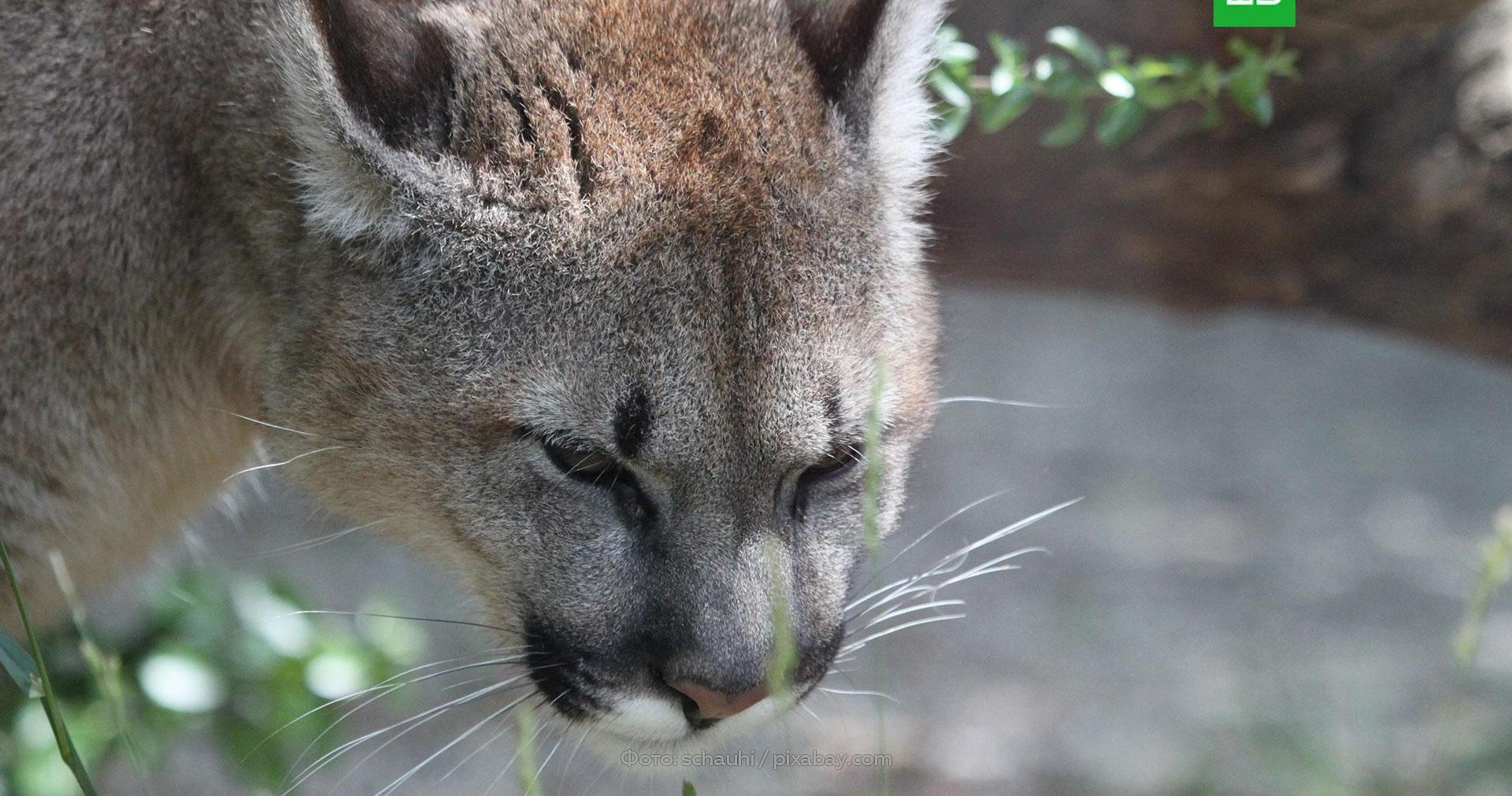 Мать голыми руками отбила сына у пумы // НТВ.Ru