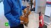 Изъятую в Домодедово скрипку XVIII века вернули владельцу 
