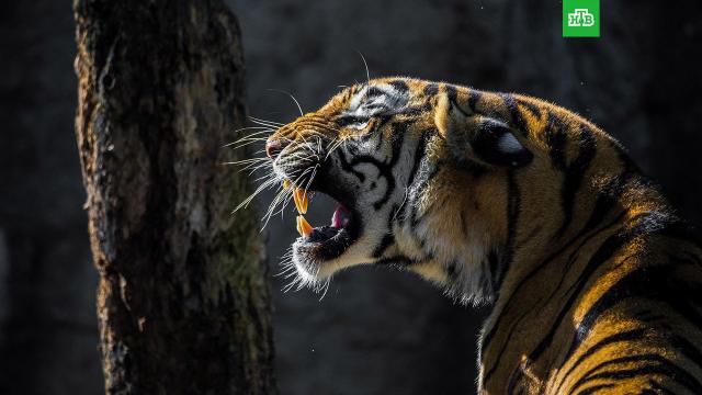 дед в сычах адрес. tigr. дед в сычах адрес фото. дед в сычах адрес-tigr. картинка дед в сычах адрес. картинка tigr.