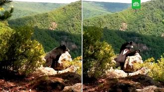 Гималайский медведь поиграл с фотоловушкой в приморском заповеднике
