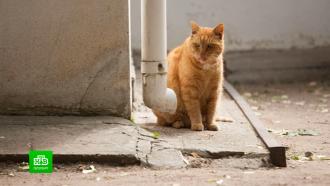 Верните Осю: музей Ахматовой ищет пропавшего кота