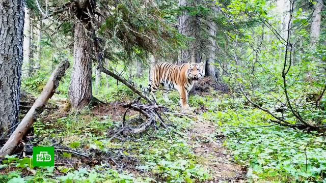 актеры фильма недоношенный зять. 13 tiger. актеры фильма недоношенный зять фото. актеры фильма недоношенный зять-13 tiger. картинка актеры фильма недоношенный зять. картинка 13 tiger.