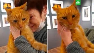 Пропавшего кота Осю из Фонтанного дома в Петербурге вернули в музей