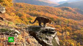 Пятнистая незнакомка: в нацпарке «Земля леопарда» заметили новую кошку