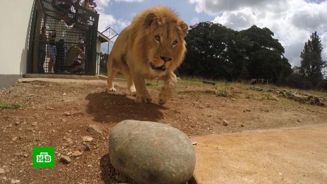 Спасенный от дагестанского живодера лев Симба обрел новый дом в Танзании