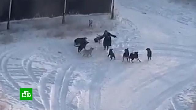Стая собак набросилась на жительницу Якутска.Якутия, животные, нападения, собаки.НТВ.Ru: новости, видео, программы телеканала НТВ