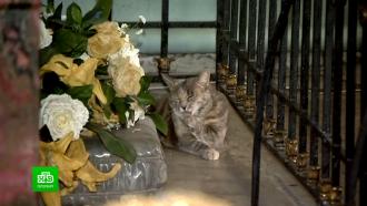 Эрмитажная кошка Серафима переехала на работу в Петропавловскую крепость