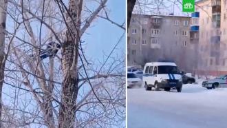 Полицейские в Омске сняли с дерева педофила