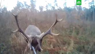 Нападение оленя на польского охотника попало на видео 