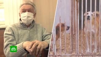 Бравший взятки ради помощи бездомным собакам профессор избежал тюрьмы 