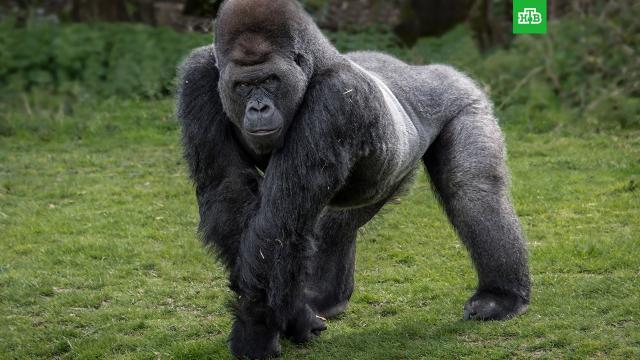 В зоопарке умер самый старый самец гориллы.В зоопарке Атланты сообщили, что пока не выяснили причину смерти гориллы-долгожителя.Красная книга, США, зоопарки, обезьяны.НТВ.Ru: новости, видео, программы телеканала НТВ