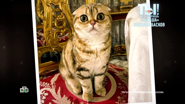 Многодетный папаша» Басков готов отдать своих породистых котят бесплатно //  Новости НТВ