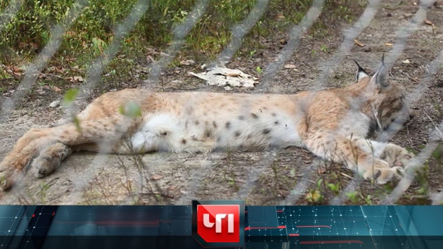 26&nbsp;������� 2019&nbsp;����.26&nbsp;������� 2019&nbsp;����.���.Ru: �������, �����, ��������� ���������� ���