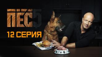 Пес 7 Новый Сезон 2022 Года