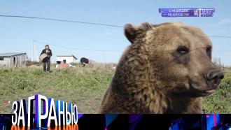 3 ноября 2021 года.«С медведем по соседству».НТВ.Ru: новости, видео, программы телеканала НТВ